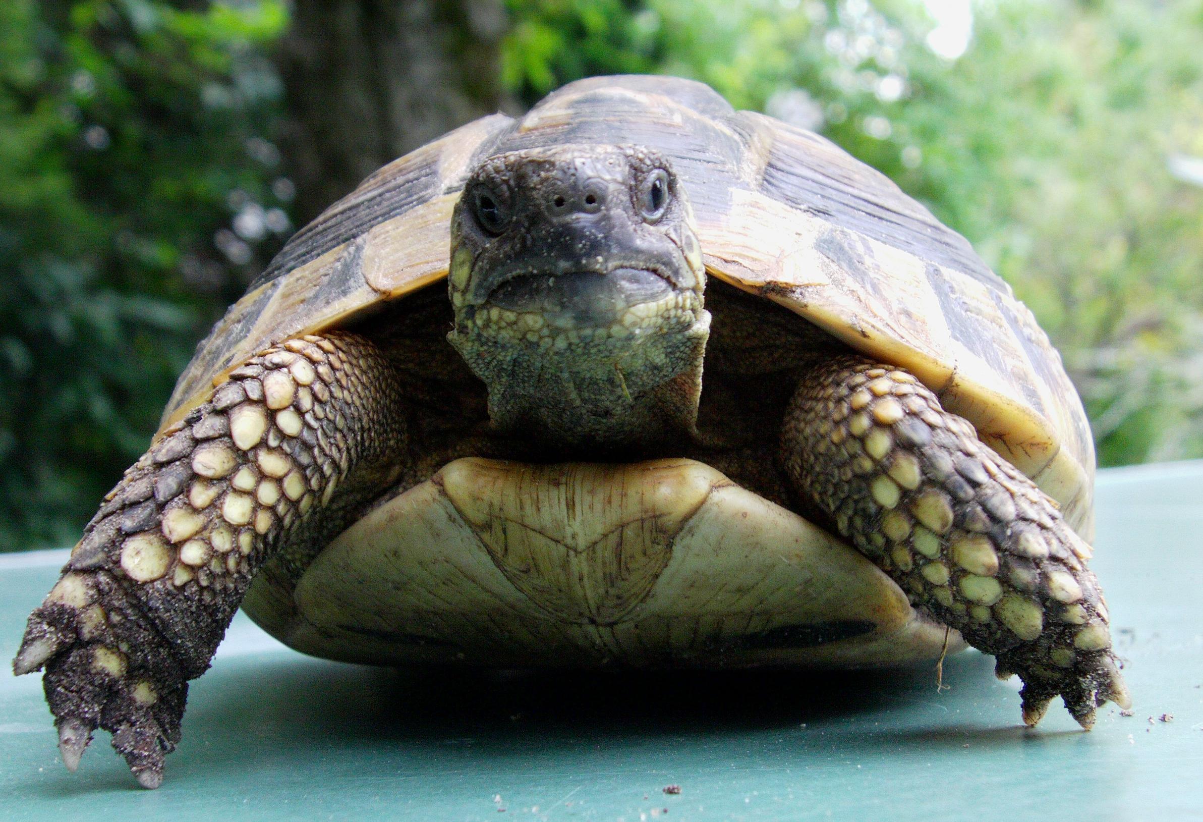 www . landschildkröten berlin . de Alles über das