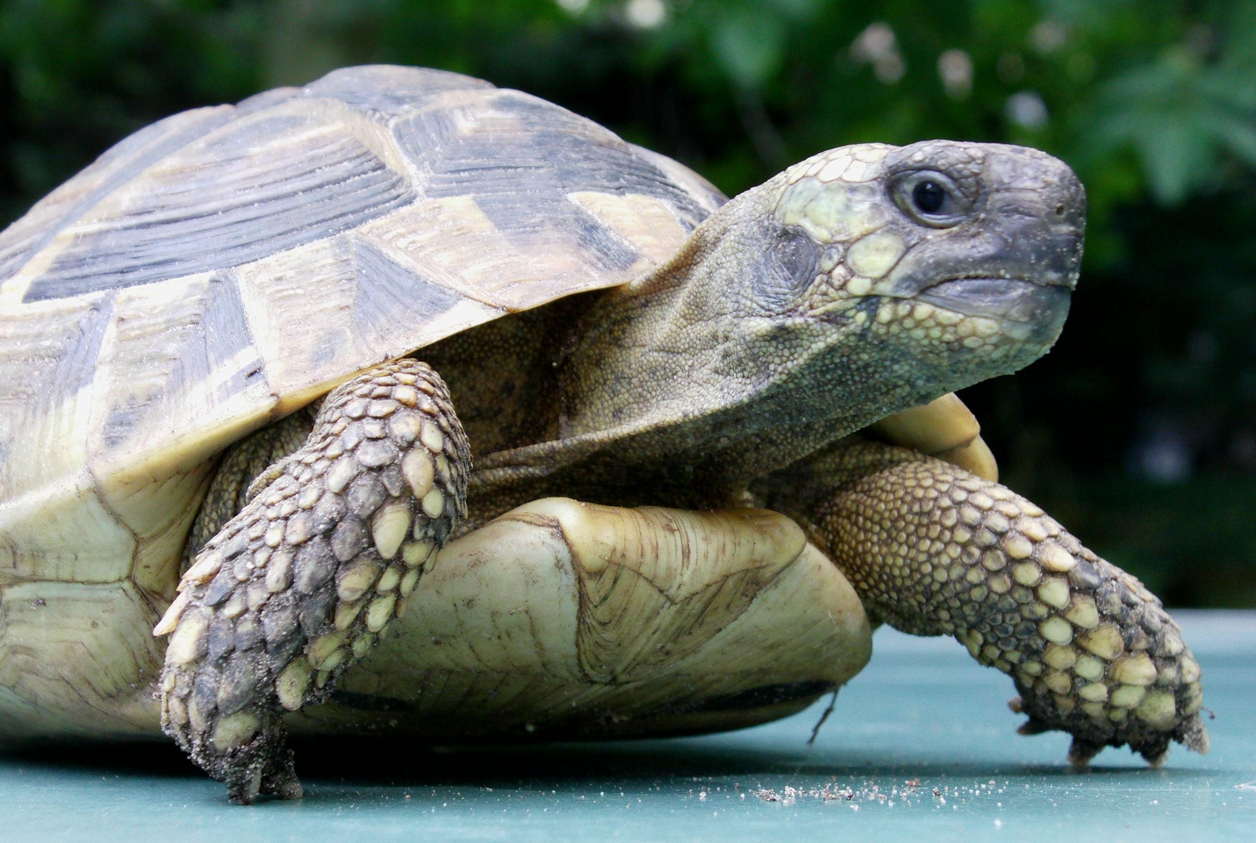 Griechische Landschildkröten als Haustier